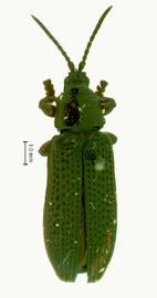   Isopedhispa  habitus. 